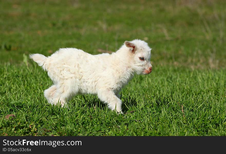 A white baby goat running outdoor on a green grass