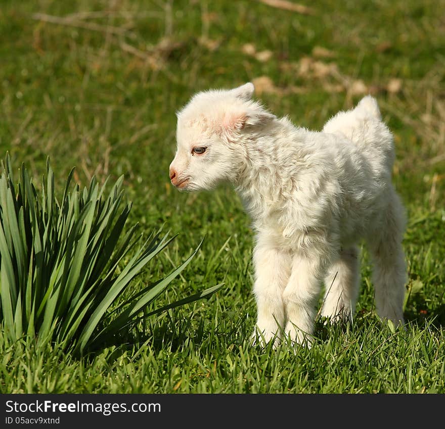 A small baby goat curiously looking flower leafs outside on a green meadow. A small baby goat curiously looking flower leafs outside on a green meadow