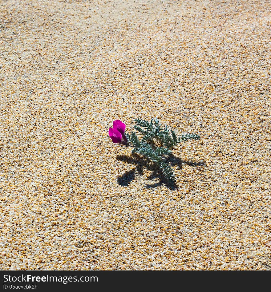 The plant growing on sand