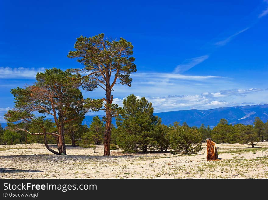 The solitary pines growing on deserted fields of island Olkhon on lake Baikal. The solitary pines growing on deserted fields of island Olkhon on lake Baikal