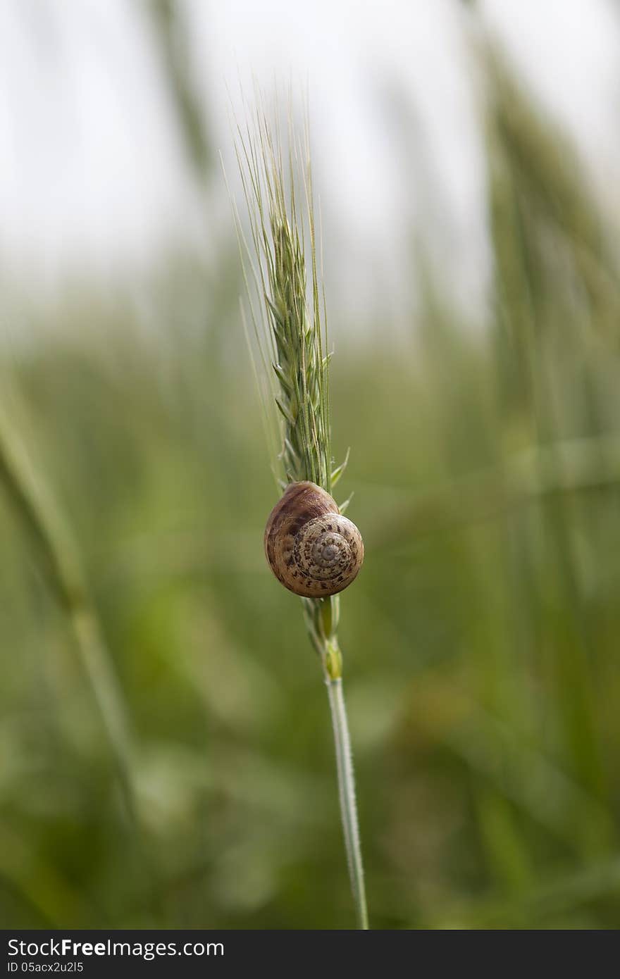 Snail on a single blade of wheat