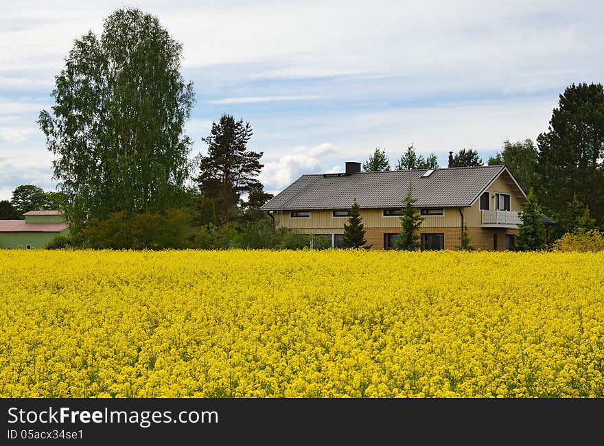 Country House And Meadow With Yellow Plants