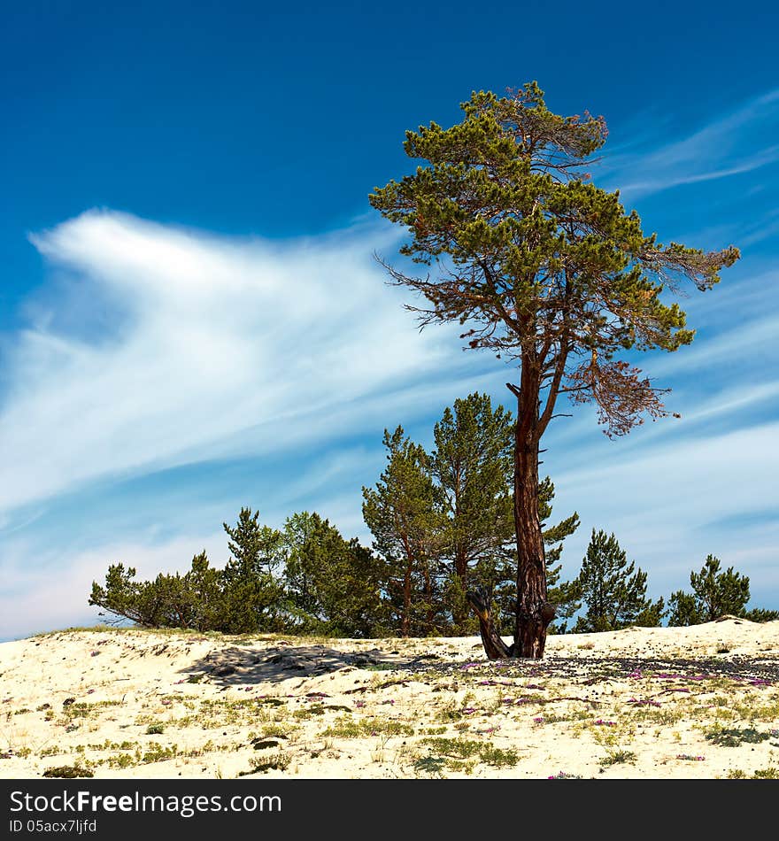 Pines on island Olkhon