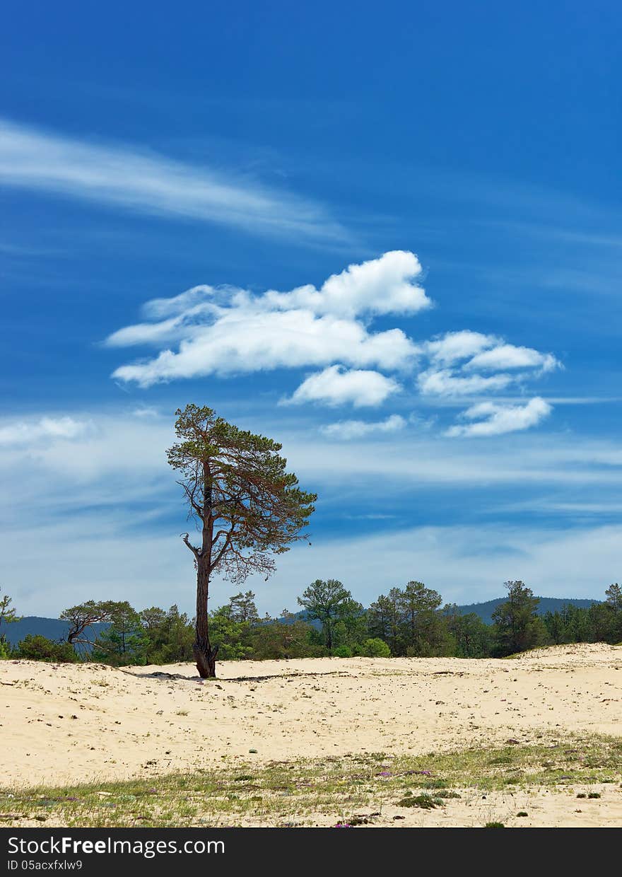 The solitary pines growing on deserted fields of island Olkhon on lake Baikal. The solitary pines growing on deserted fields of island Olkhon on lake Baikal