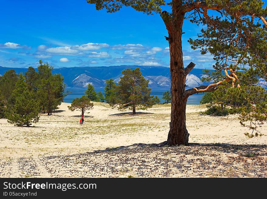 The solitary pines growing on deserted fields of island Olkhon on lake Baikal. The solitary pines growing on deserted fields of island Olkhon on lake Baikal