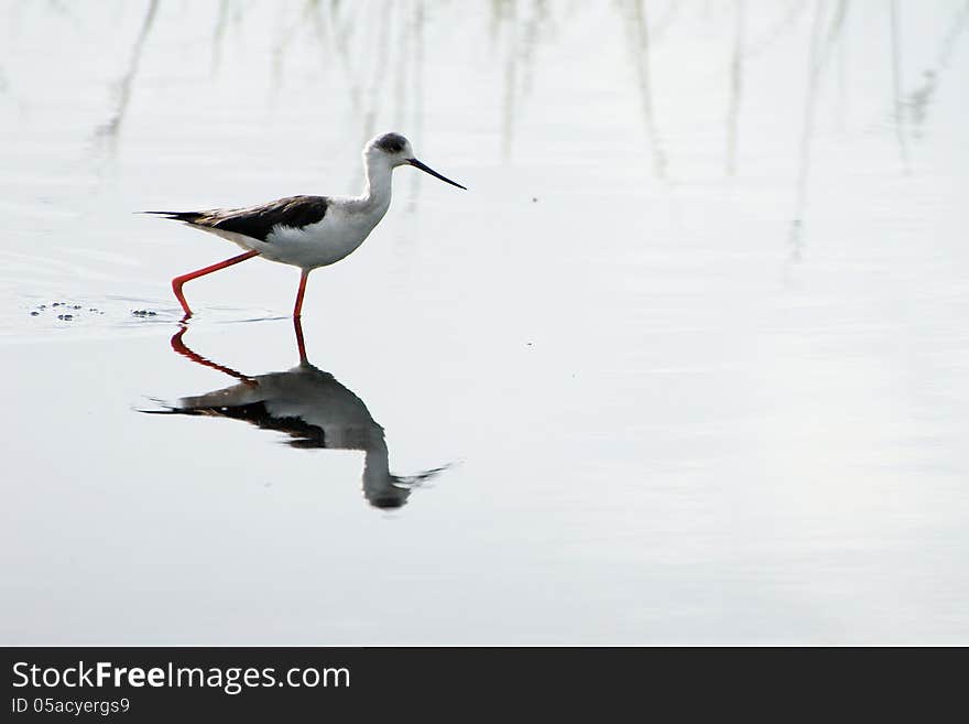 Black-necked stilt