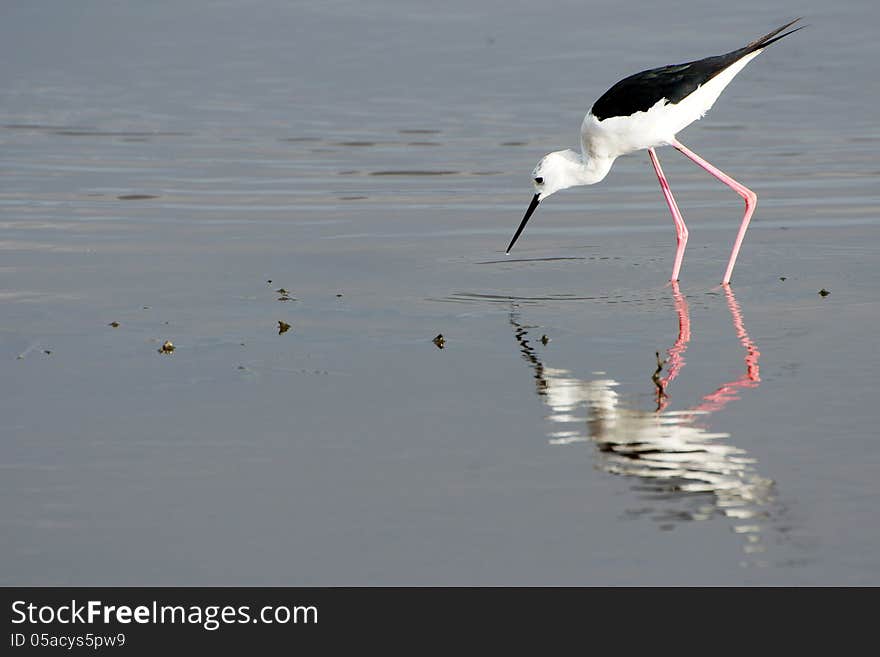 Black-winged stilt walking in water, in Lake Nakuru national park, Kenya