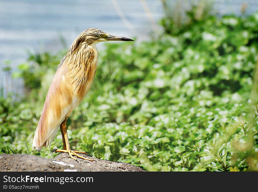 Side view of an Indian pond heron in Ngorongoro crater, Tanzania