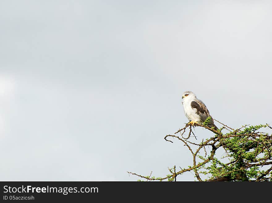 Black-shouldered kite on top of a tree against a grey sky with lots of empty space. Shot in Serengeti, Tanzania.