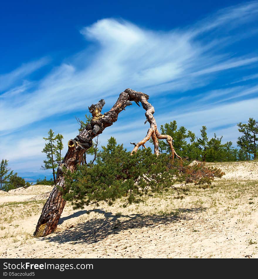 The solitary pines growing on deserted fields of island Olkhon on lake Baikal. The solitary pines growing on deserted fields of island Olkhon on lake Baikal