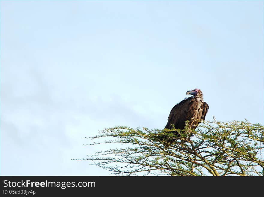 African Vulture