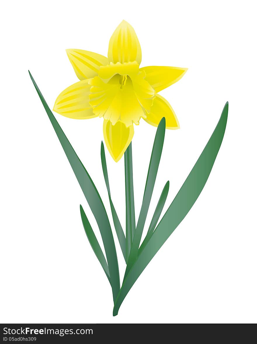 Daffodil