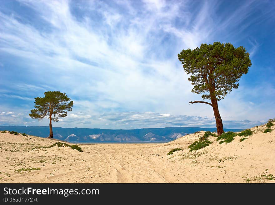 The solitary pines growing on deserted fields of island Olkhon on lake Baikal. The solitary pines growing on deserted fields of island Olkhon on lake Baikal