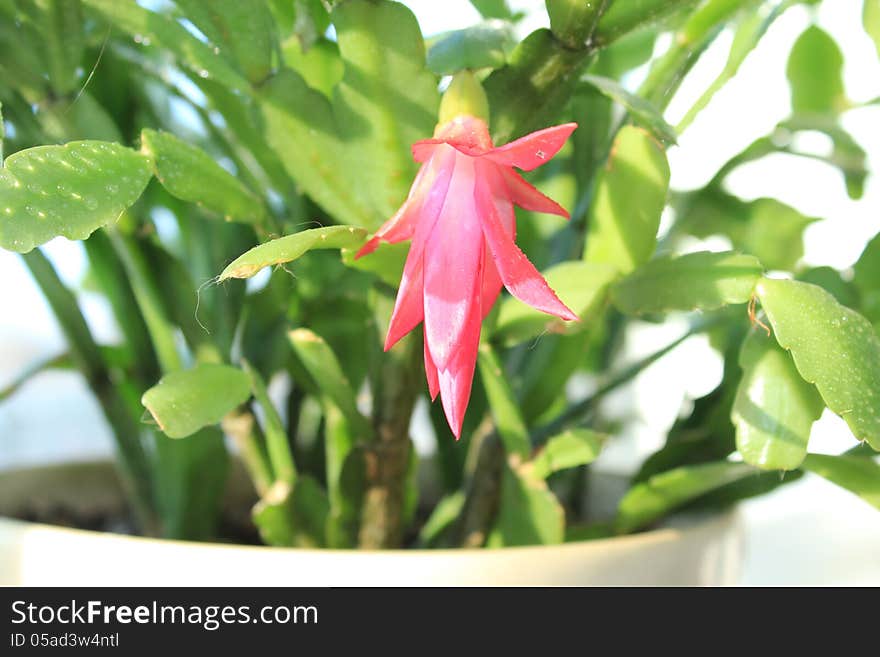 Fine pink flower of Schlumbergera