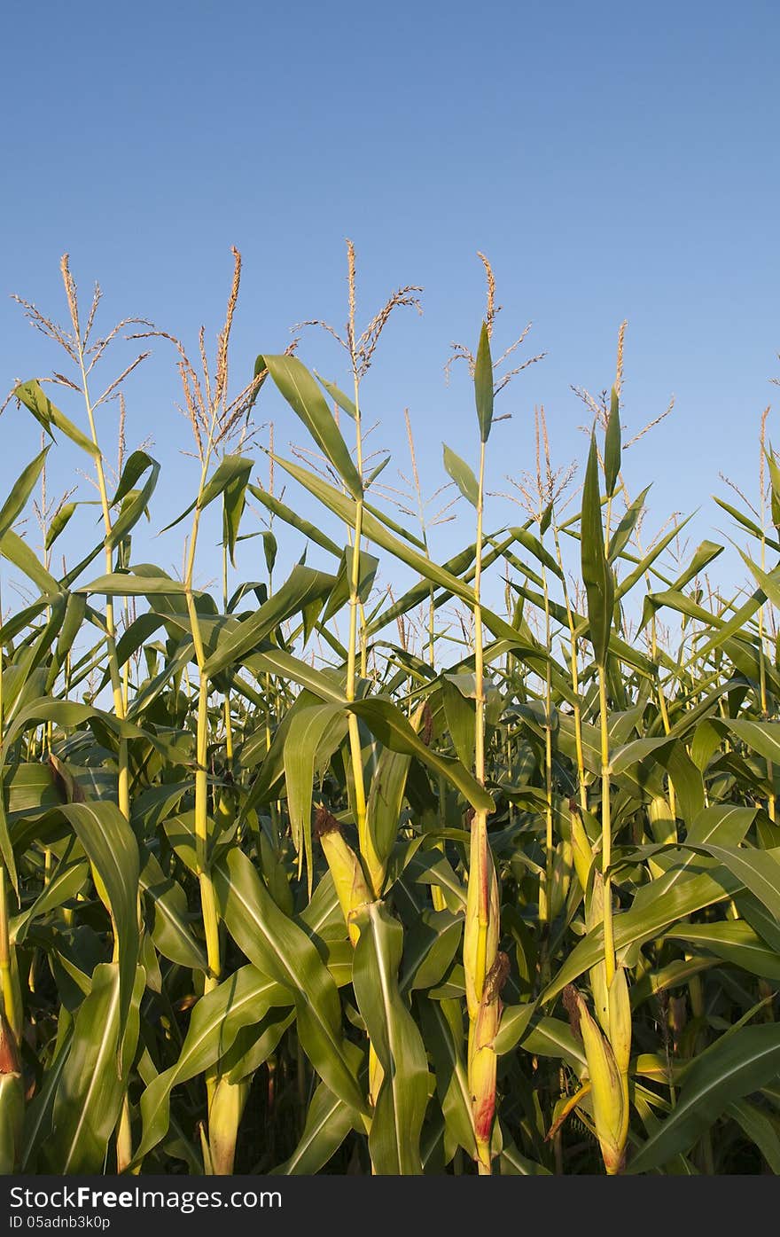 Corn to be Harvested