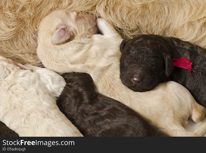 Selective focus on two of the puppies next to their mom. Selective focus on two of the puppies next to their mom