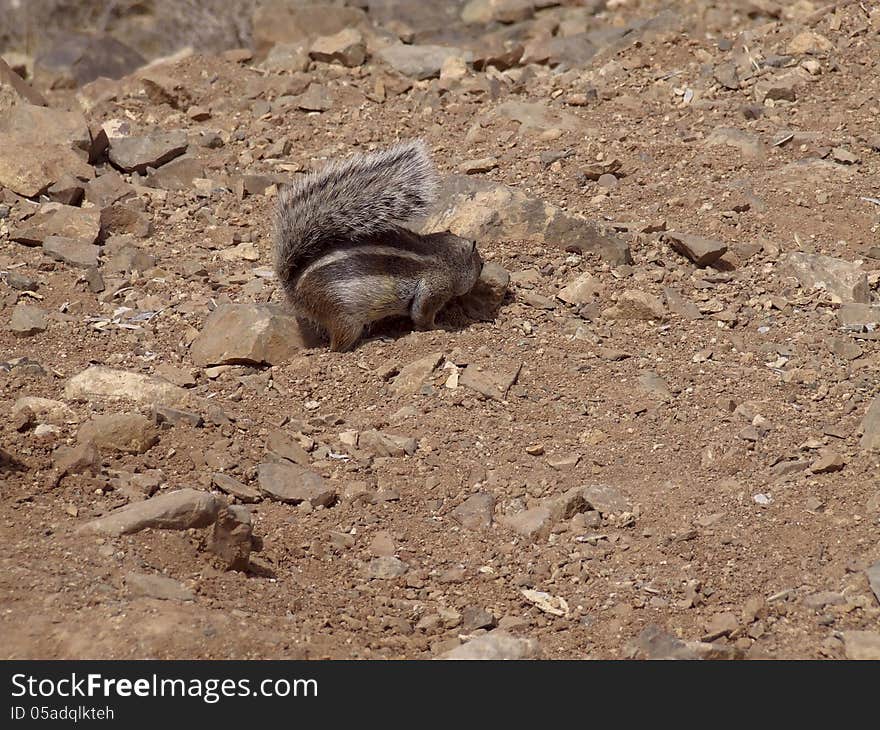 Ground squirrel