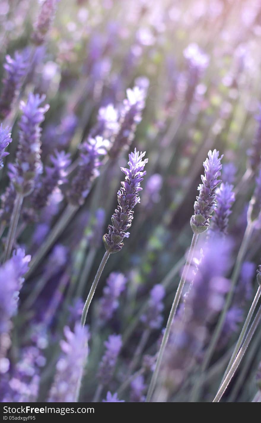 Branches of flowering lavender as floral background. Branches of flowering lavender as floral background