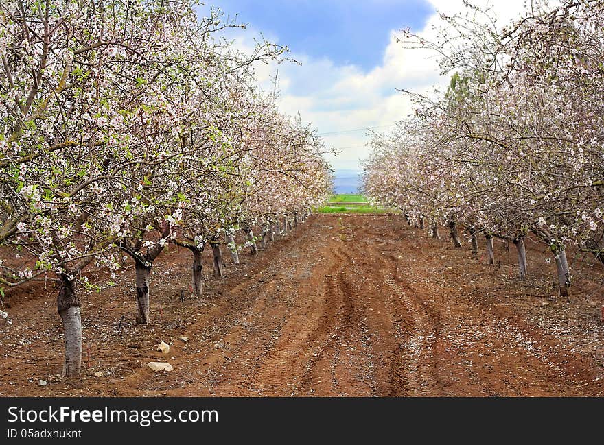 Alley of blooming peach trees against the blue sky. Alley of blooming peach trees against the blue sky