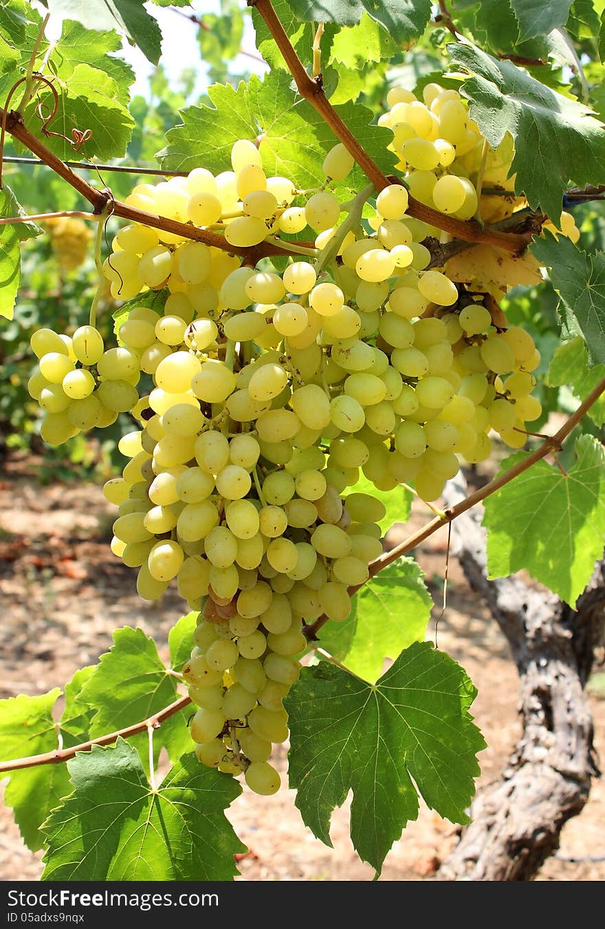 Harvest of green grapes