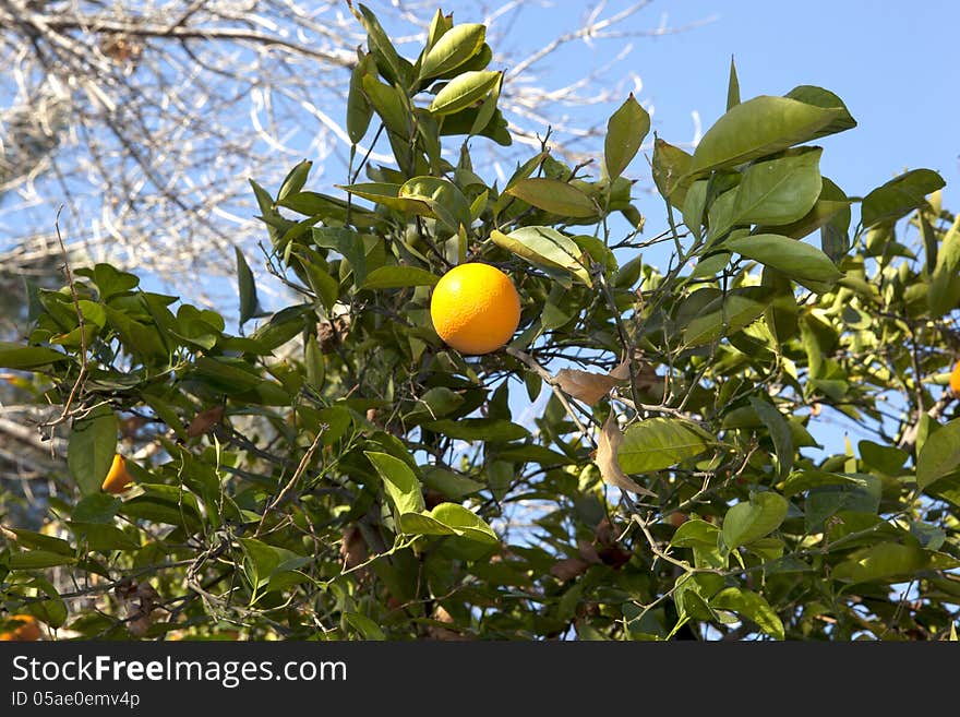 Orange Tree