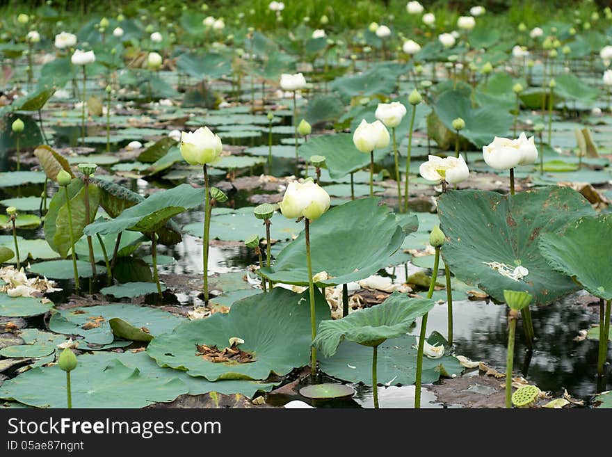 White lotus field in Thailand.