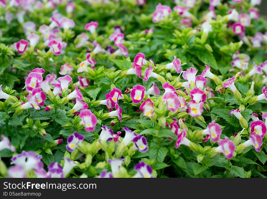 Torenia Flower