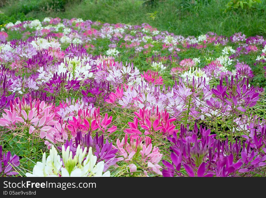 Spider Flowers