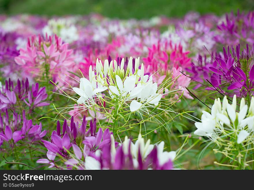 Spider Flowers