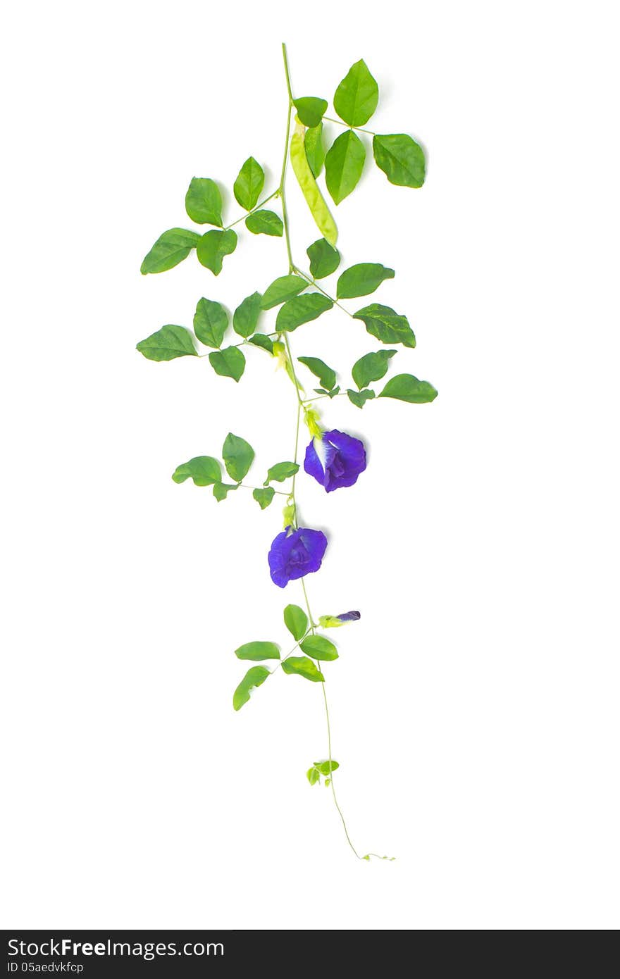 Butterfly pea flower isolated on white background.