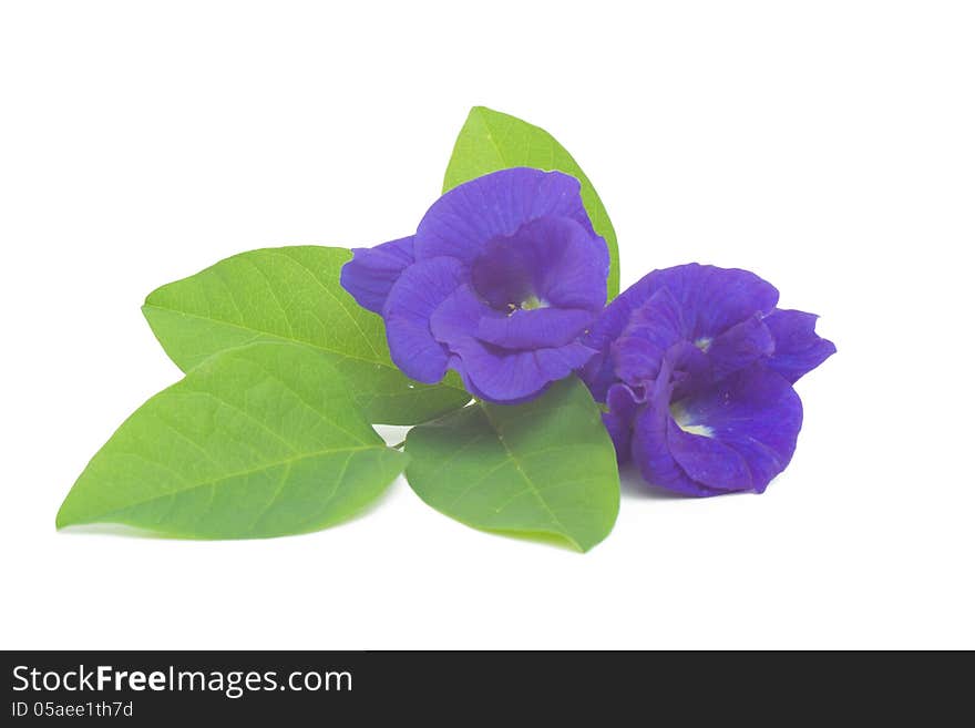 Butterfly pea flower isolated on white background.