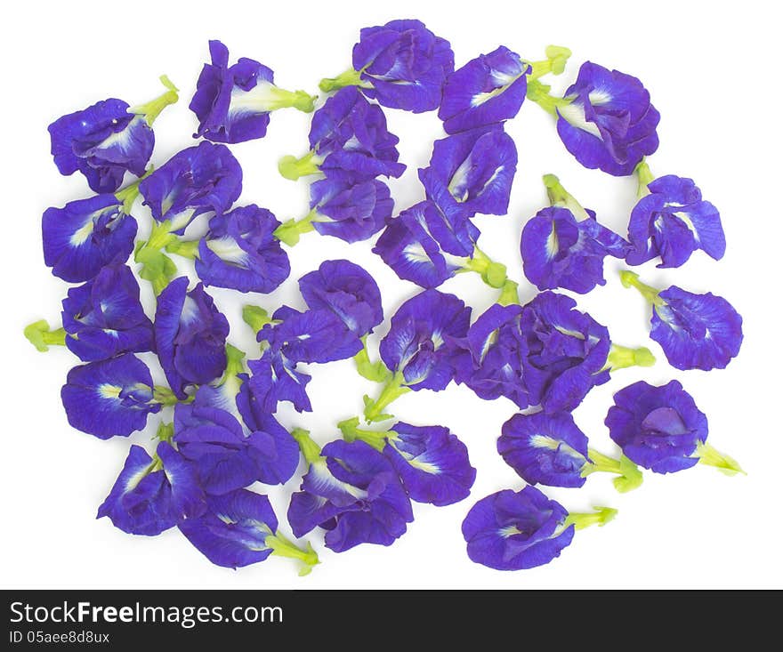 Butterfly pea flower isolated on white background.