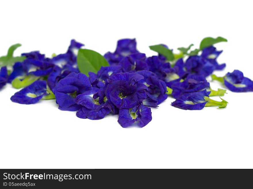 Butterfly pea flower isolated on white background.