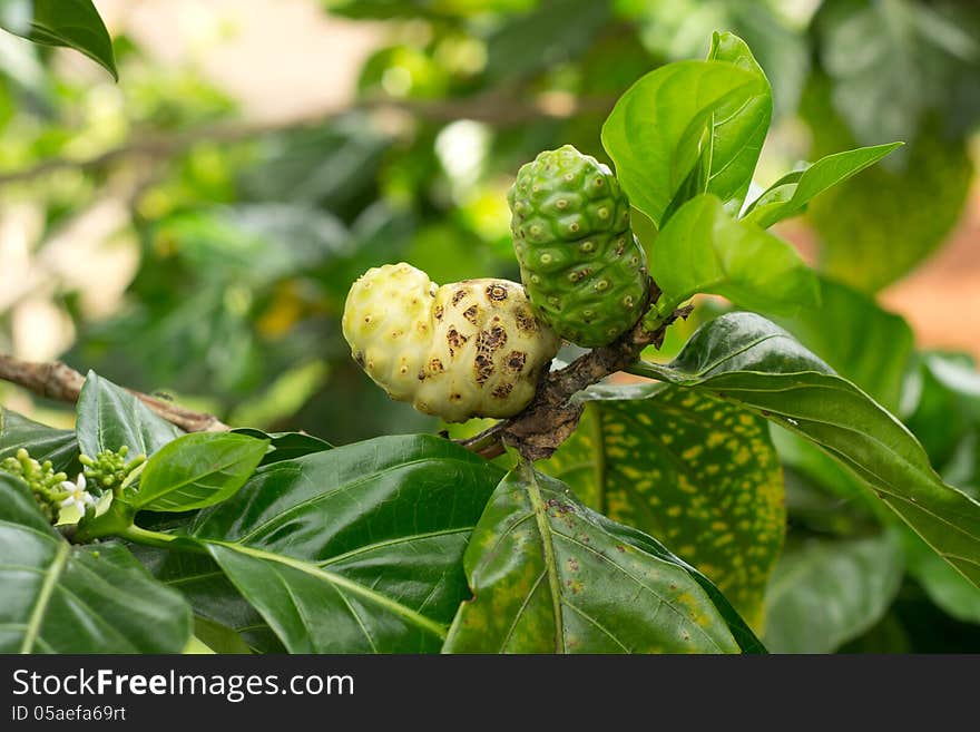 Noni Fruit