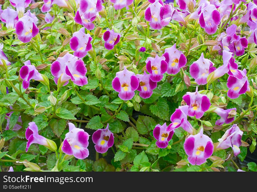 Torenia Flower