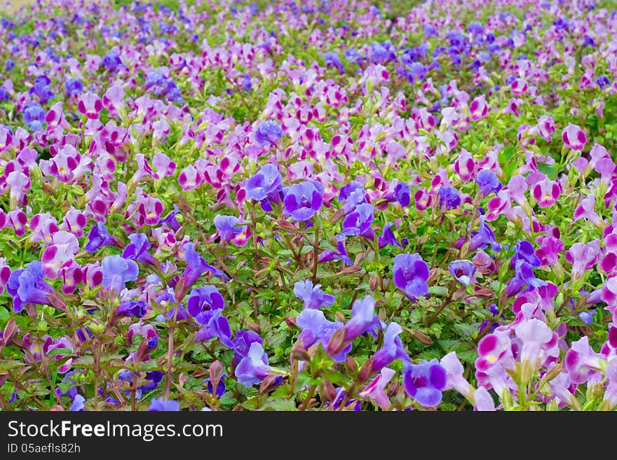 Torenia flower