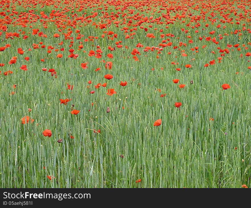 Poppy Field