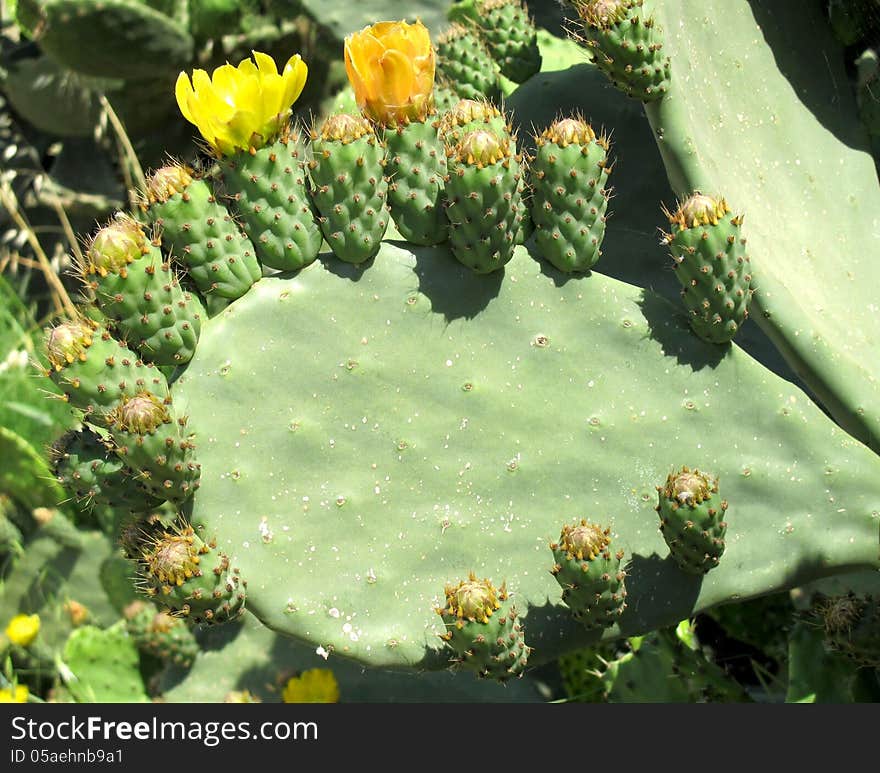 Prickly pear plant with flowers and fruits