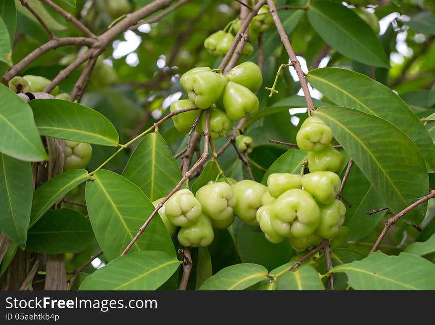 Rose apple growing on tree