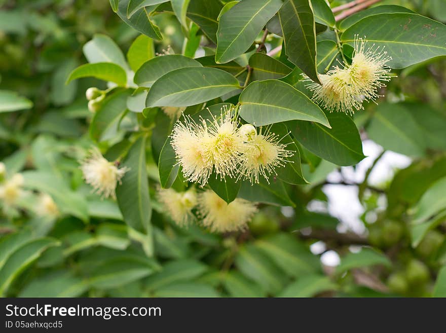 Rose Apple Flowers