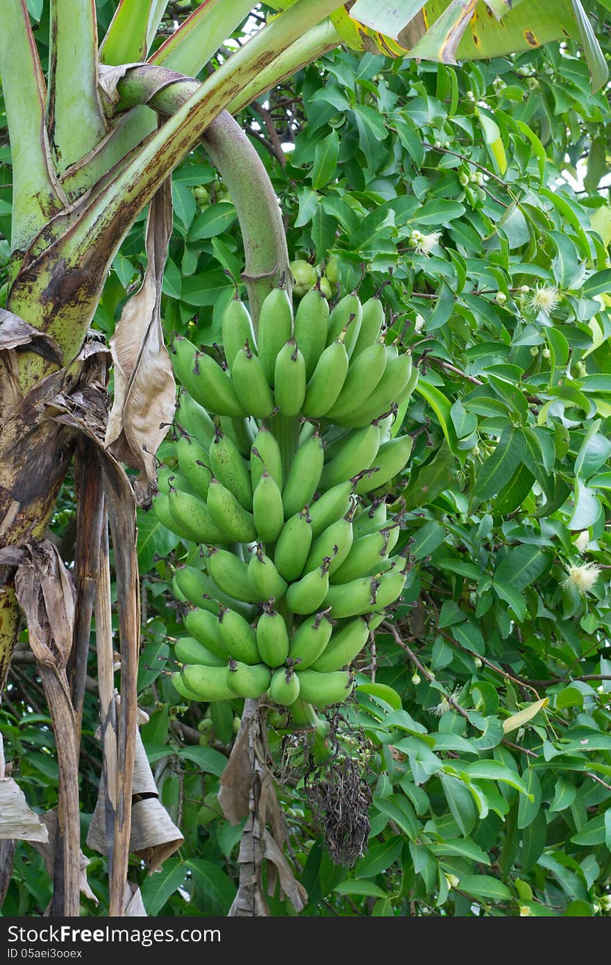 Banana tree with a bunch of bananas. Banana tree with a bunch of bananas