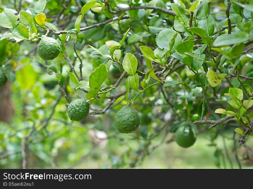 Kaffir Lime growing on Tree