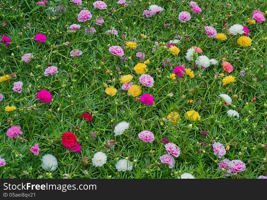 Portulaca flowers