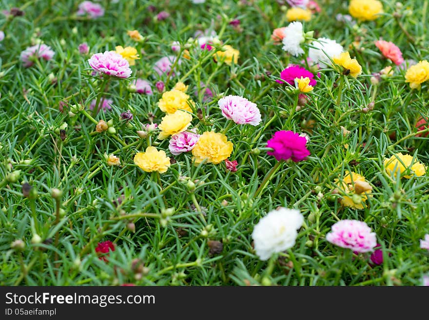 Portulaca flowers