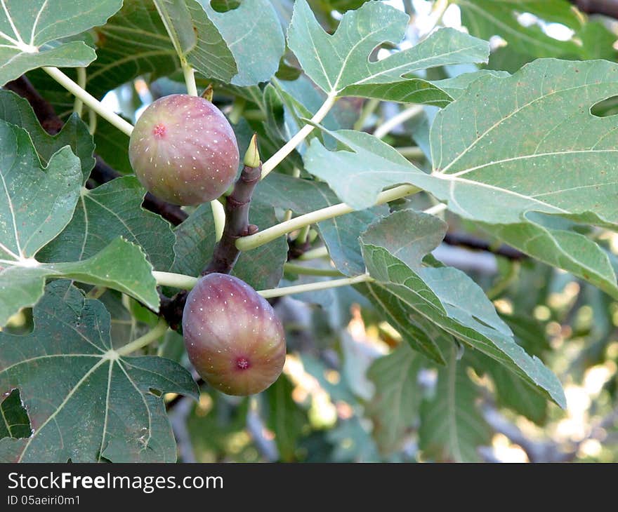 Figs