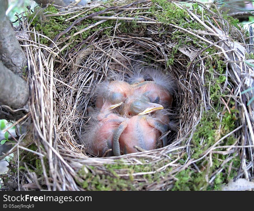 Just born bird in the nest blackbird, Turdus merula