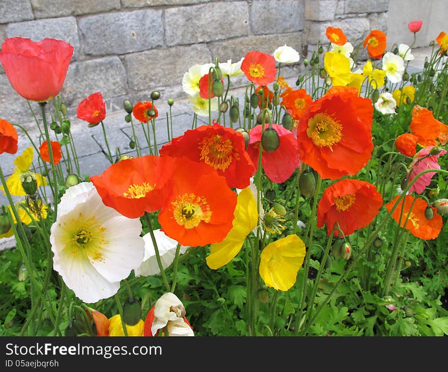 Colorful poppies