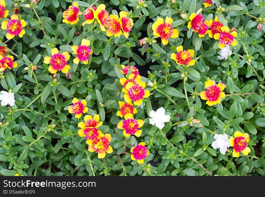 Portulaca Flowers