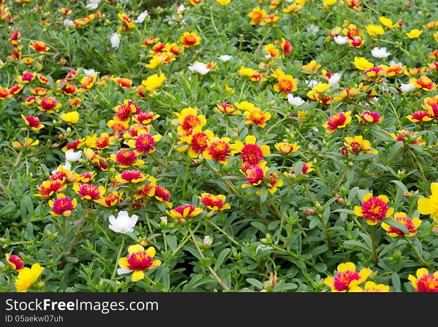 Portulaca Flowers