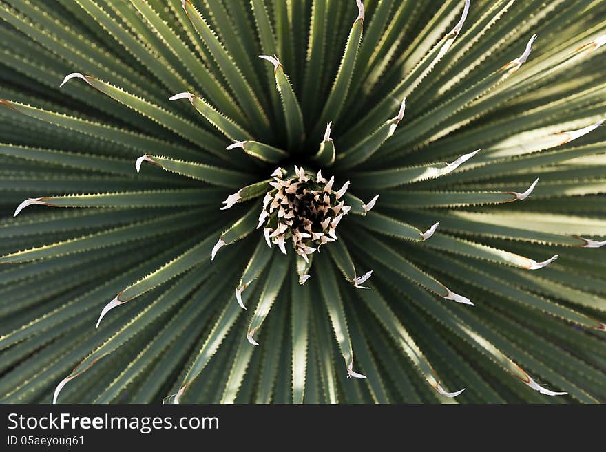 Symmetrical Yucca plant seen from above